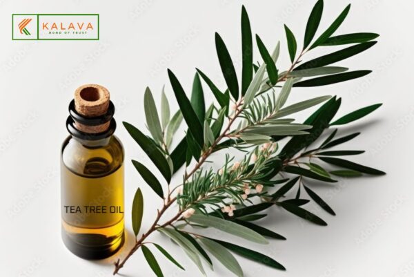 🌿TEA TREE OIL